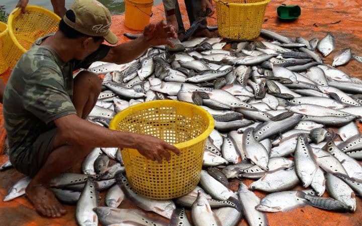 Dân U Minh Thượng ở Kiên Giang giăng lưới bắt loài cá đồng đặc sản này bán làm chả, nhà giàu ăn còn khen