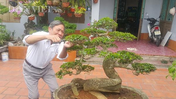 Loại cây cảnh trước chỉ trồng làm hàng rào nay được &quot;nâng tầm đẳng cấp&quot; có tiền chưa chắc đã mua được - Ảnh 6.