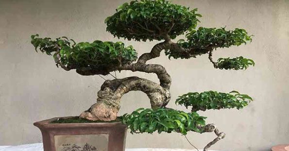 Vì sao cây cảnh duối bonsai được mệnh danh là "Vua của các loài …