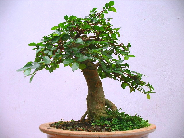 Cây cảnh duối bonsai \'nâng tầm đẳng cấp\' có tiền chưa chắc đã mua được