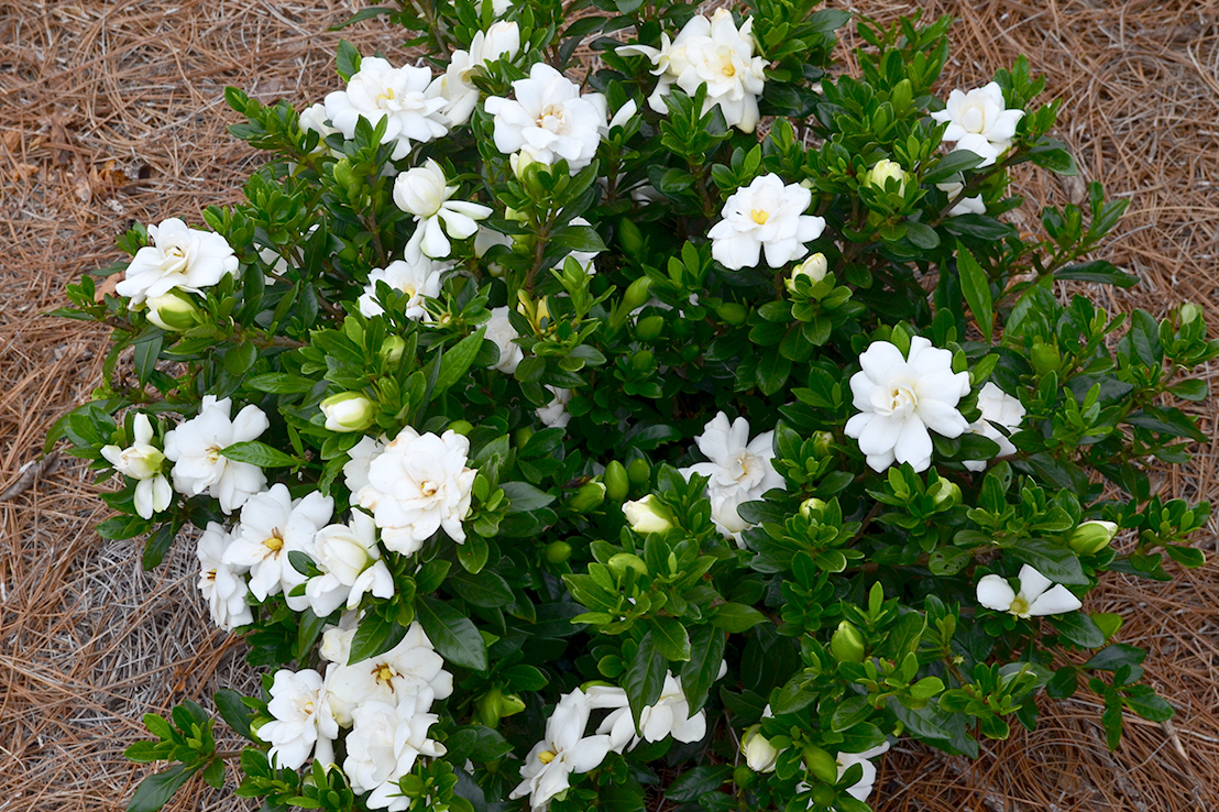 Khu vườn tháng 5, 8 loài hoa mỹ nhân lộng lẫy nhất của mùa hè, bung nở như pháo hoa - Ảnh 6.