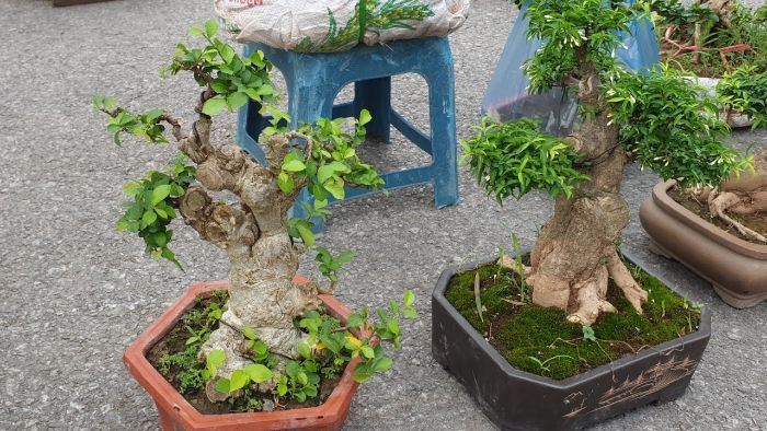 Cây cảnh duối bonsai \'nâng tầm đẳng cấp\' có tiền chưa chắc đã mua được