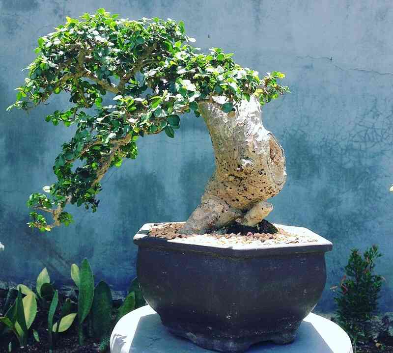 Cây Cảnh Duối Bonsai 'Nâng Tầm Đẳng Cấp' Có Tiền Chưa Chắc Đã Mua Được