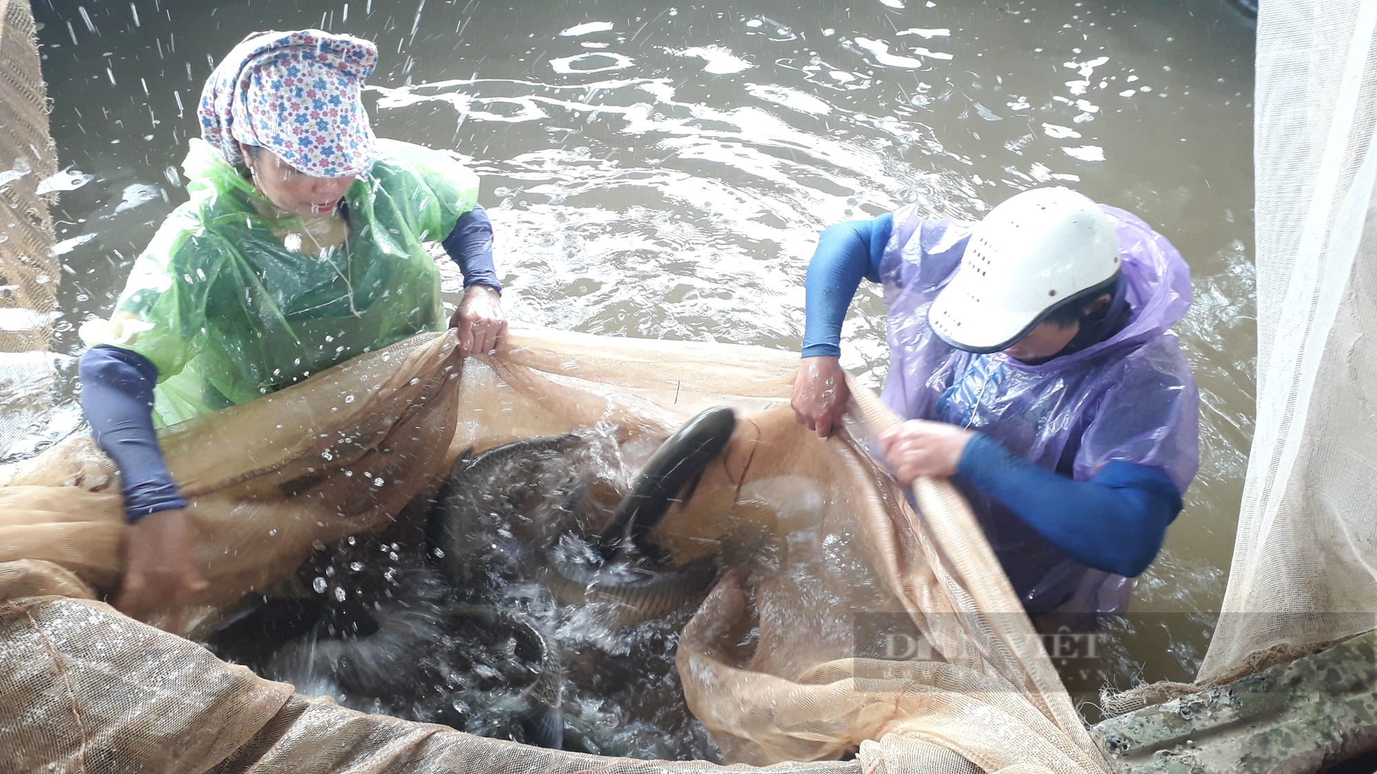 Thái Nguyên: Chỉ nuôi cá với lợn mỗi năm vợ chồng anh nông dân thu nhập hàng tỷ đồng  - Ảnh 5.