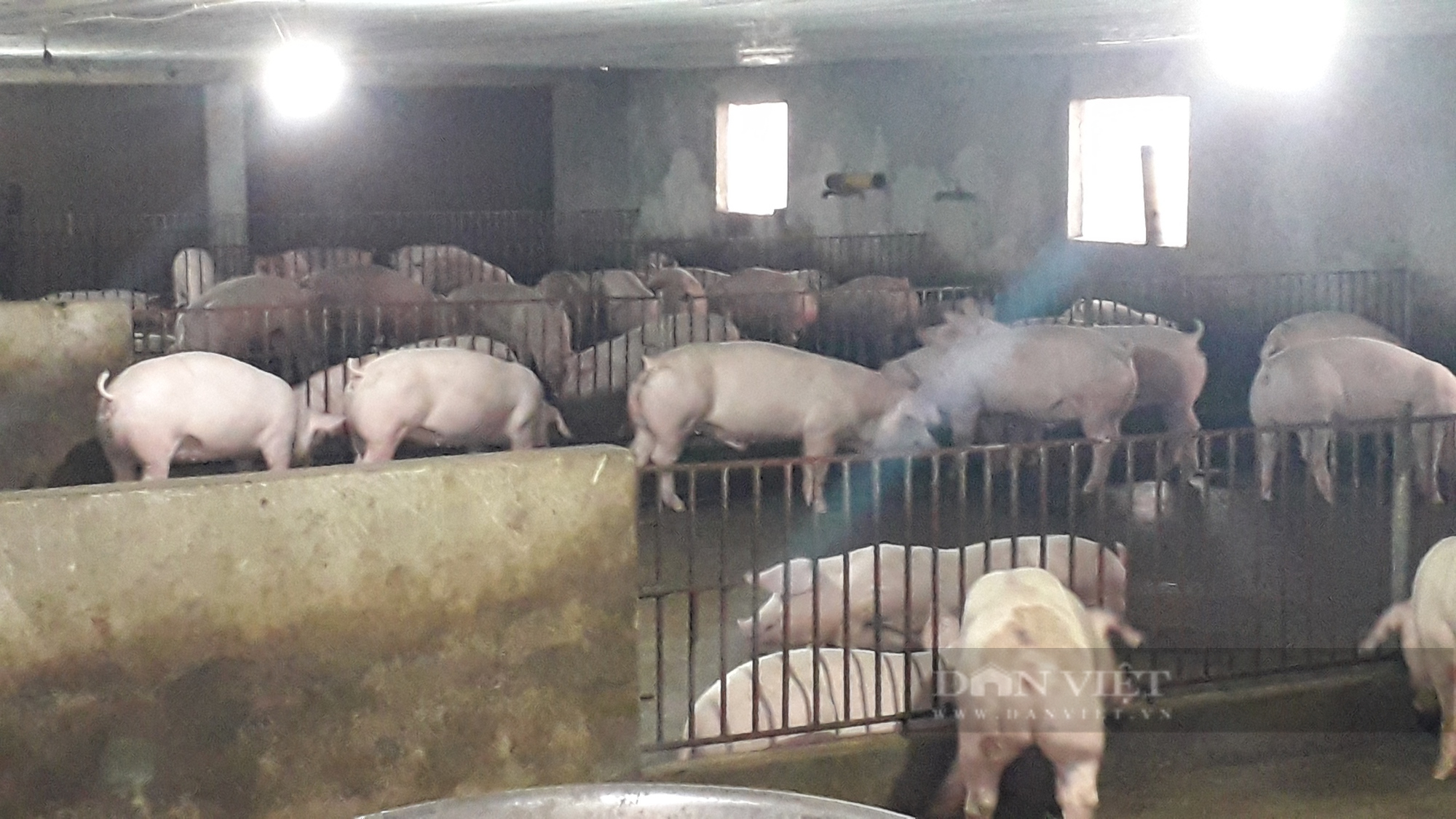 Thái Nguyên: Chỉ nuôi cá với lợn mỗi năm vợ chồng anh nông dân thu nhập hàng tỷ đồng  - Ảnh 2.