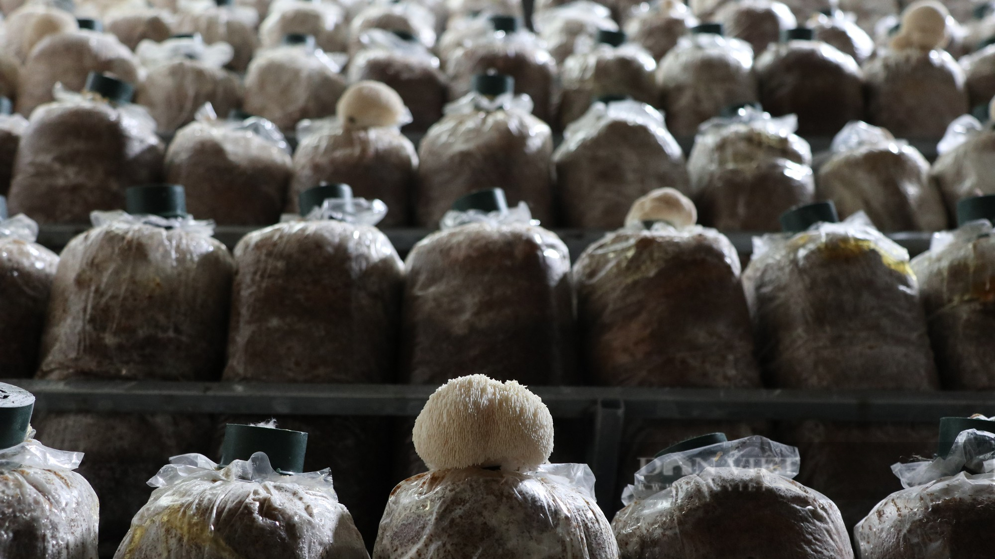 Thạc sĩ sinh học về trồng nấm hầu thủ, bán gần 200 ngàn/kg kiếm bộn tiền - Ảnh 2.