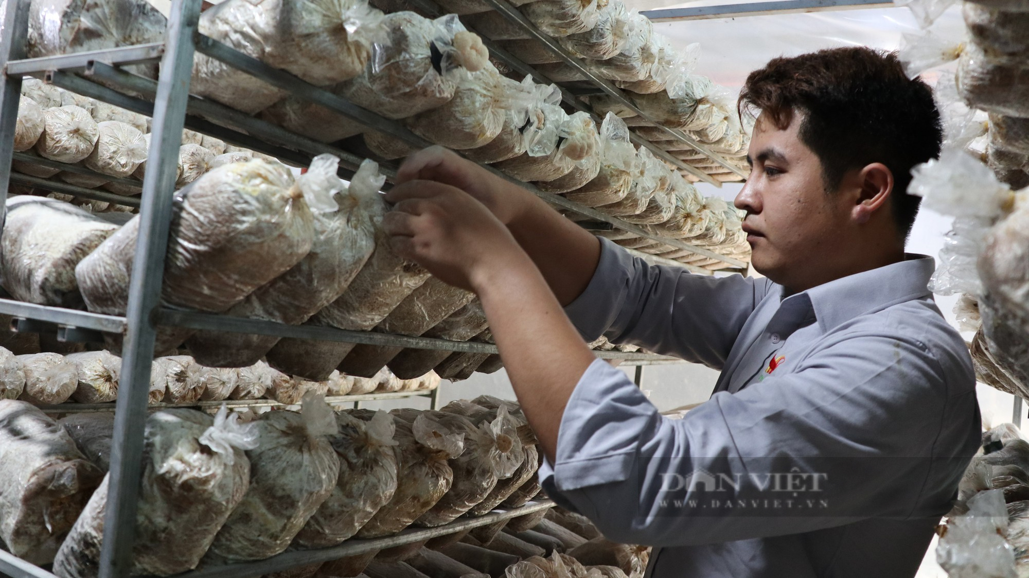Thạc sĩ sinh học về trồng nấm hầu thủ, bán gần 200 ngàn/kg kiếm bộn tiền - Ảnh 5.