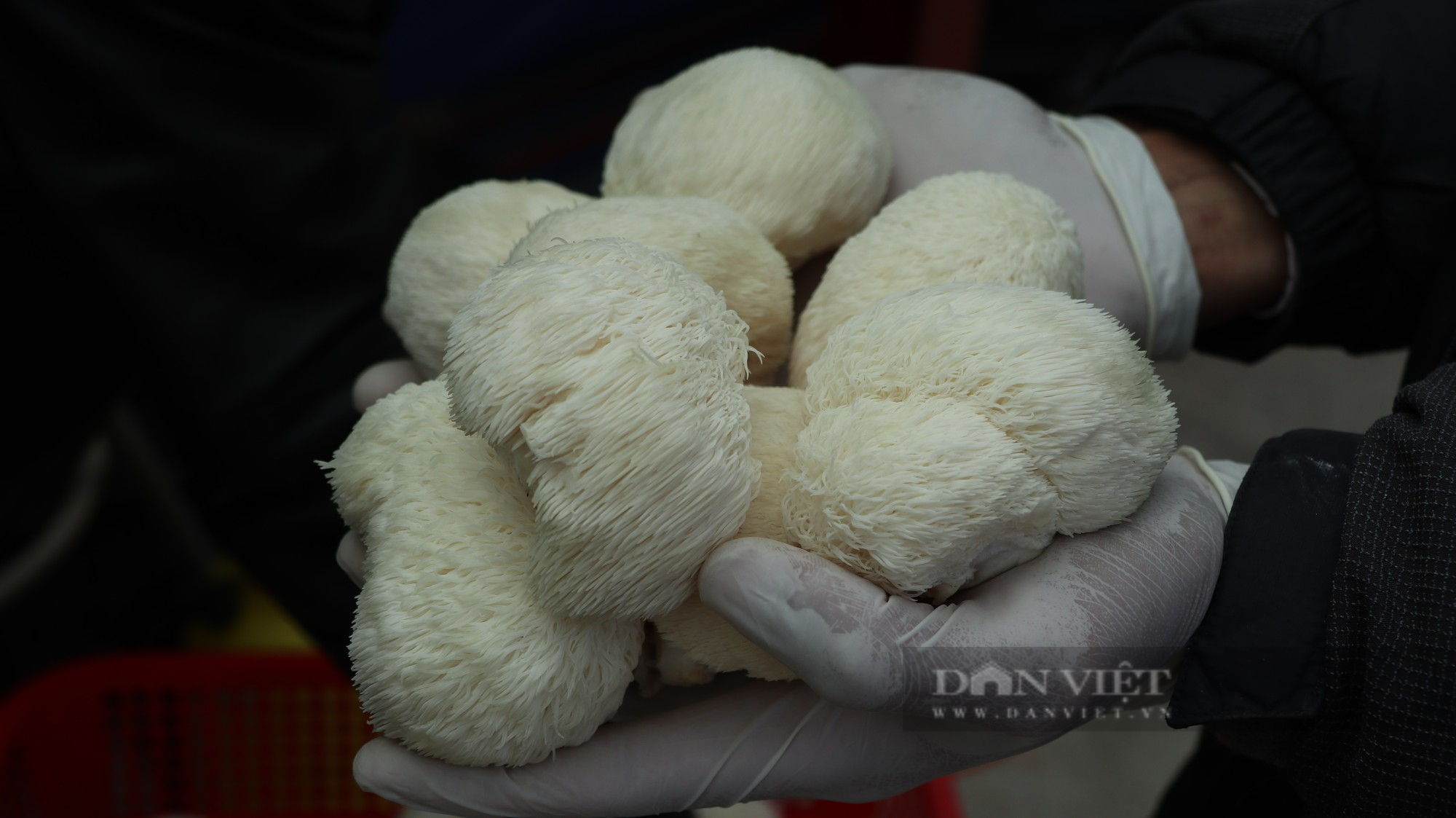Thạc sĩ sinh học về trồng nấm hầu thủ, bán gần 200 ngàn/kg kiếm bộn tiền - Ảnh 4.