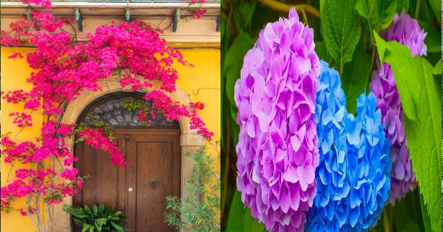 The garden of May, the 8 most beautiful flowers of summer, blooming like fireworks