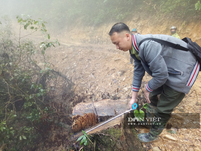 Vụ mở hơn 2,4km đường vào phá rừng tự nhiên ở Bắc Kạn: 7 đối tượng lĩnh hàng chục năm tù - Ảnh 1.