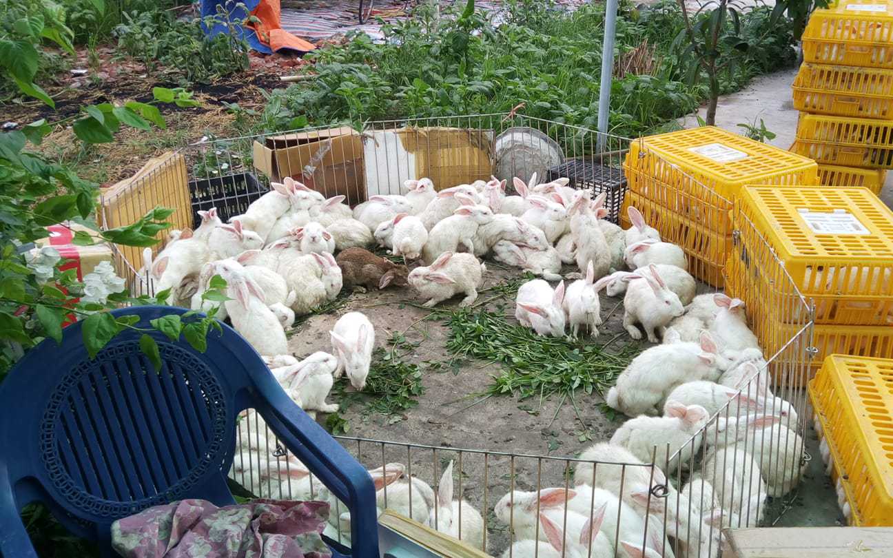 Nuôi thỏ bằng thức ăn công nghiệp, cứ bán 1 con thỏ 4kg được 390.000 đồng, nông dân Hậu Giang lãi 200.000 đồng