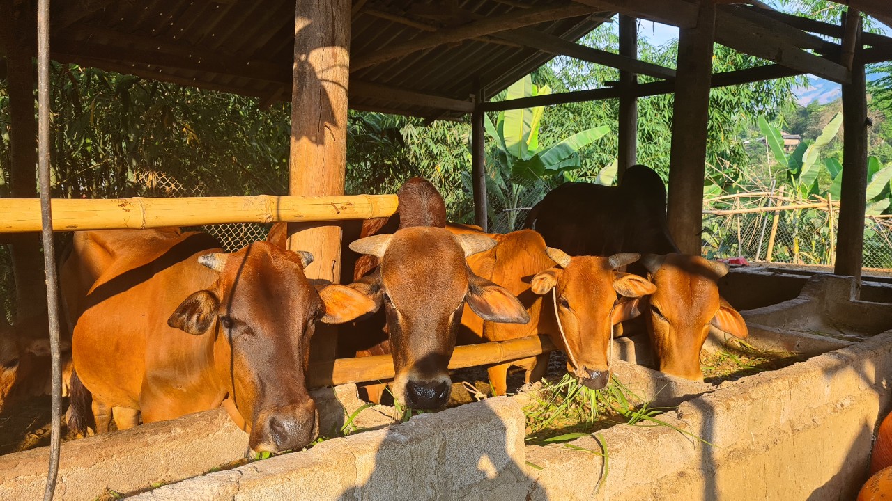 Sơn La: Nông dân nuôi bò gầy thành béo, thu trăm triệu mỗi năm  - Ảnh 2.