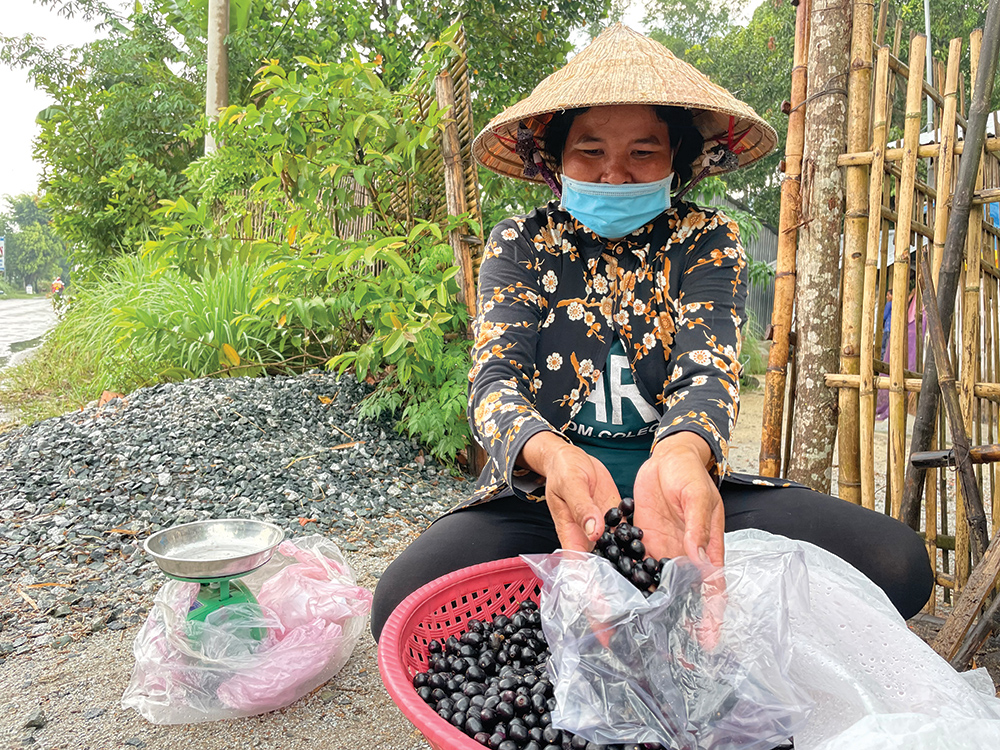 Bất ngờ vời mùa lộc trời là thứ trái mọng nước này ở An Giang, ai trông thấy đều tứa nước miếng - Ảnh 1.