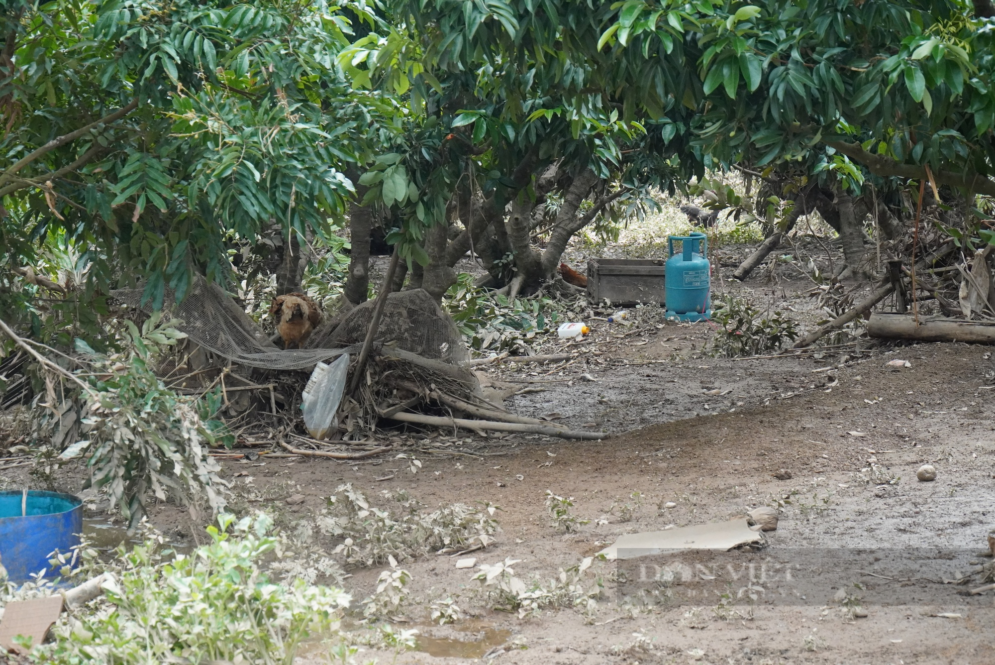 Kinh hoàng lũ quét ở Bắc Giang cuốn bật gốc cây, vườn cây nhãn, vải thiều... bị phủ kín bùn đen - Ảnh 2.