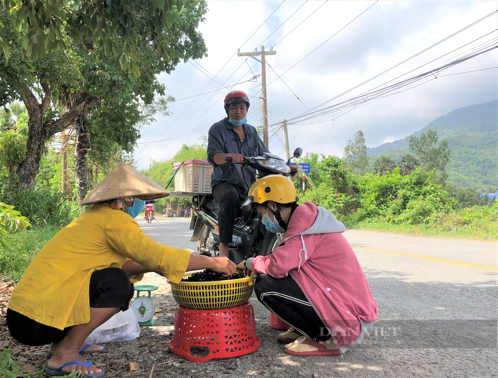 Cụ bà U70 trèo cây hái loại trái nhỏ có màu tim tím khiến nhiều người ngỡ ngàng - Ảnh 11.