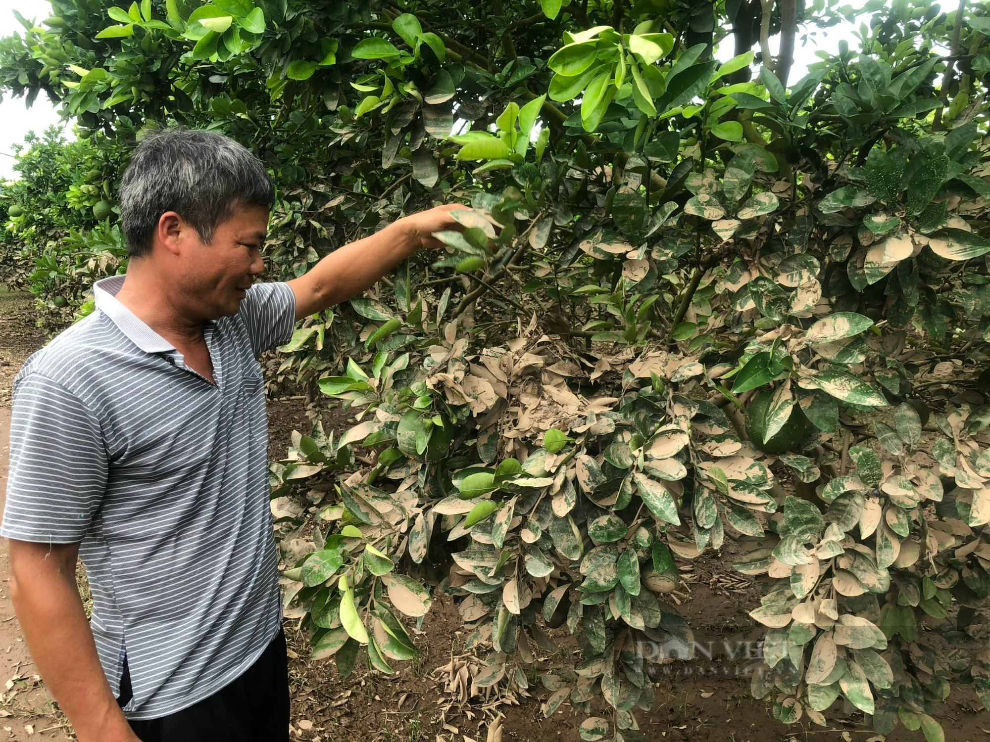 Kinh hoàng lũ quét ở Bắc Giang cuốn bật gốc cây, vườn cây nhãn, vải thiều... bị phủ kín bùn đen - Ảnh 3.
