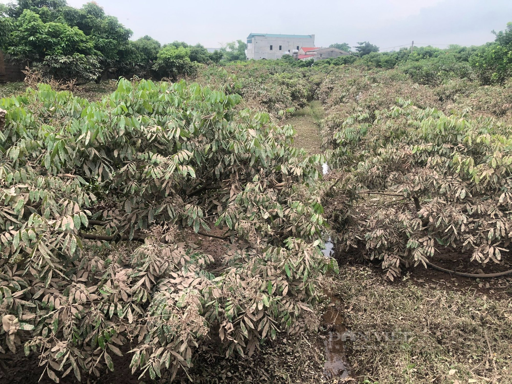 Kinh hoàng lũ quét ở Bắc Giang cuốn bật gốc cây, vườn cây nhãn, vải thiều... bị phủ kín bùn đen - Ảnh 4.
