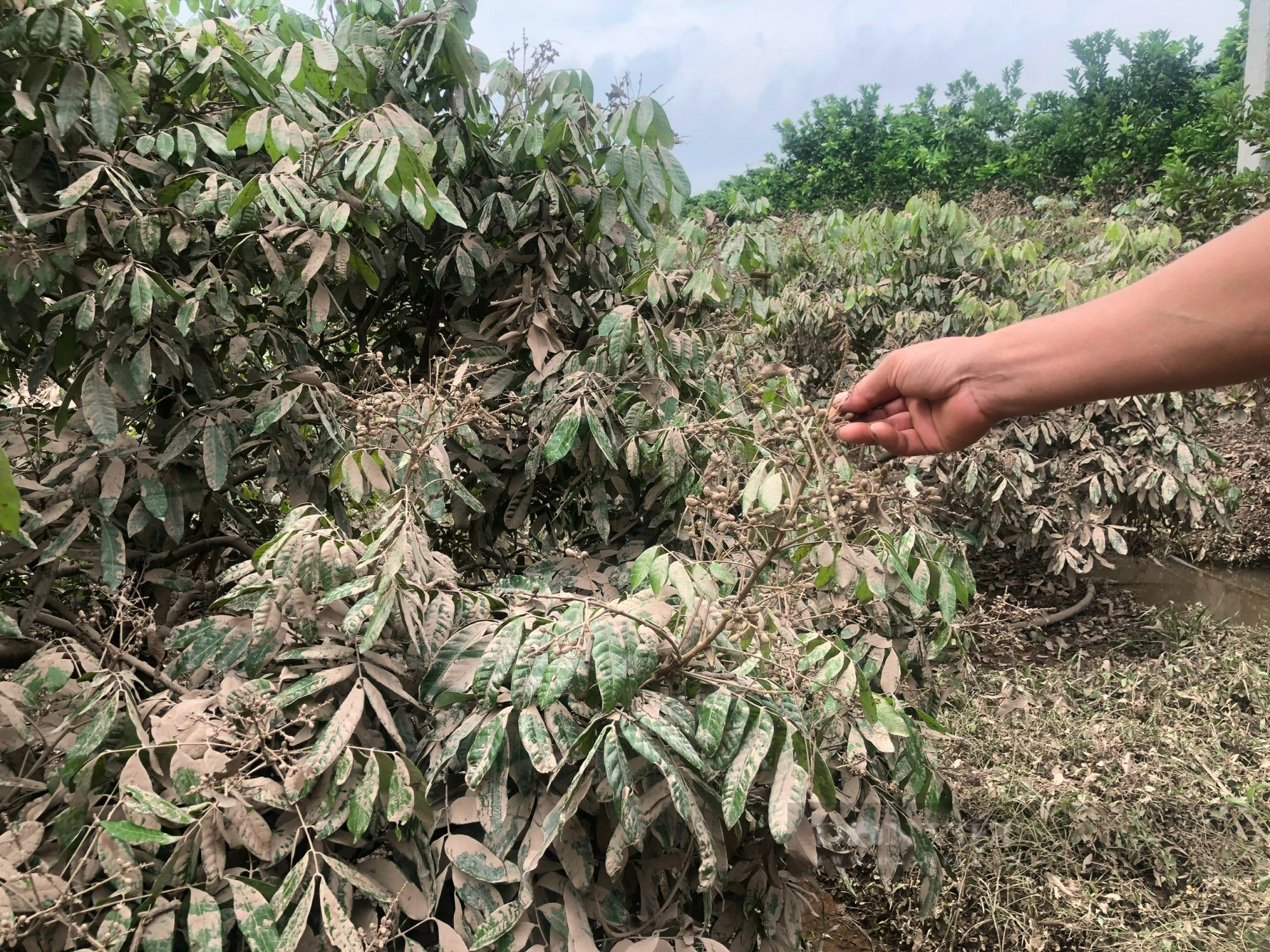 Kinh hoàng lũ quét ở Bắc Giang cuốn bật gốc cây, vườn cây nhãn, vải thiều... bị phủ kín bùn đen - Ảnh 5.