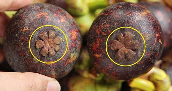 Tips for choosing thick, sweet, and not shy mangosteen, 10 standard fruits in all 10 - Photo 2.