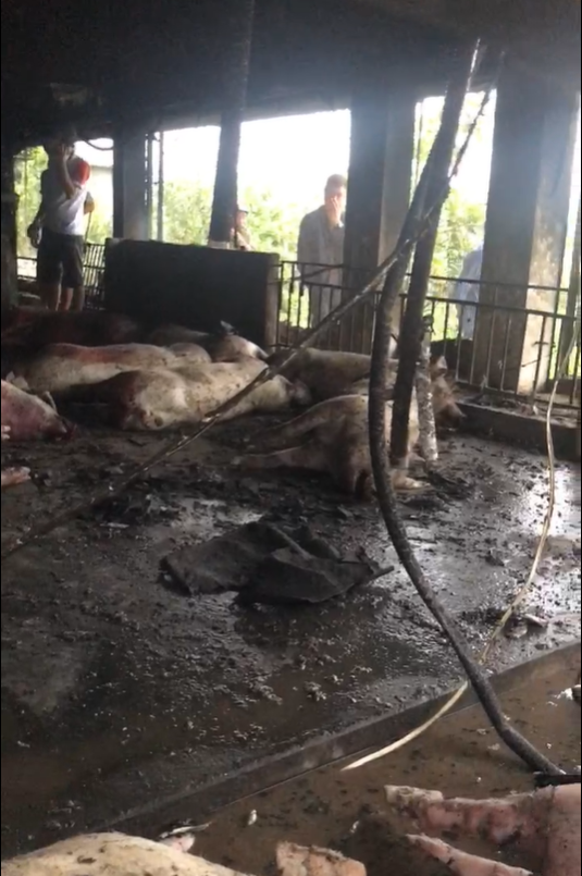 Thái Bình: Sét đánh chết cả đàn lợn 229 con - Ảnh 1.