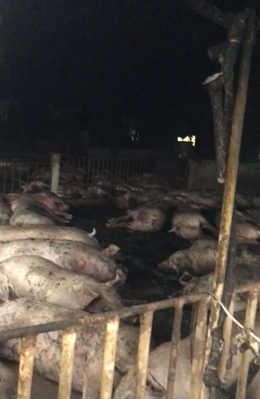 Thái Bình: Sét đánh chết cả đàn lợn 229 con - Ảnh 2.