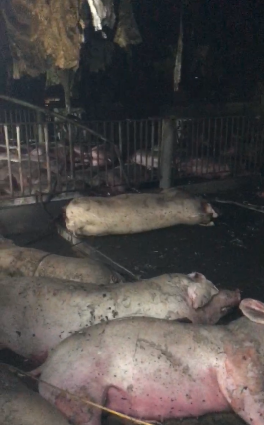 Sét đánh chết 229 con lợn ở Thái Bình: Phòng NNPTNT huyện hoàn thiện thủ tục để hỗ trợ người dân - Ảnh 1.