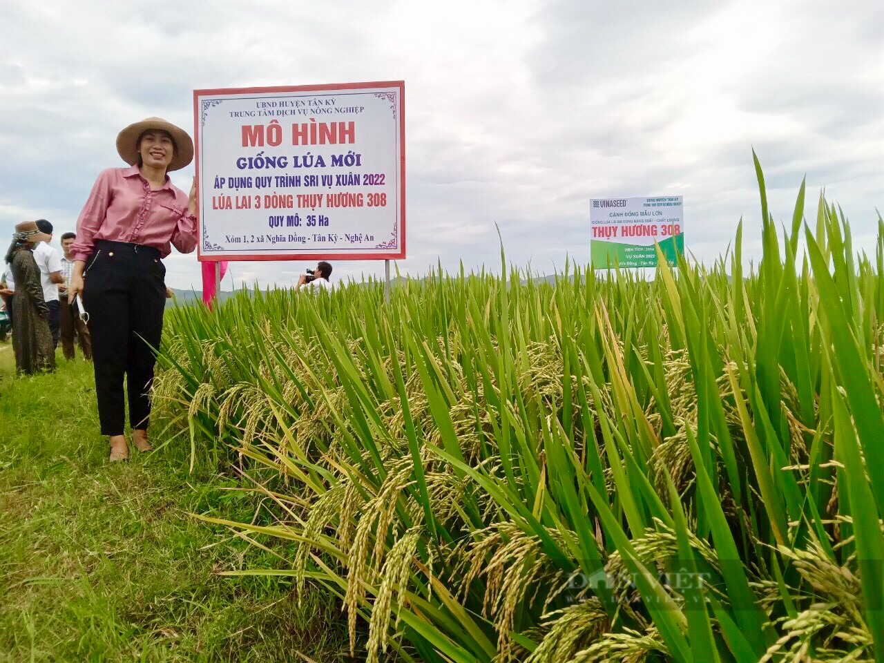 Giá phân thuốc bón cho lúa tăng làm cách này nông dân xứ Nghệ vẫn tiết  kiệm được 1520 chi phí
