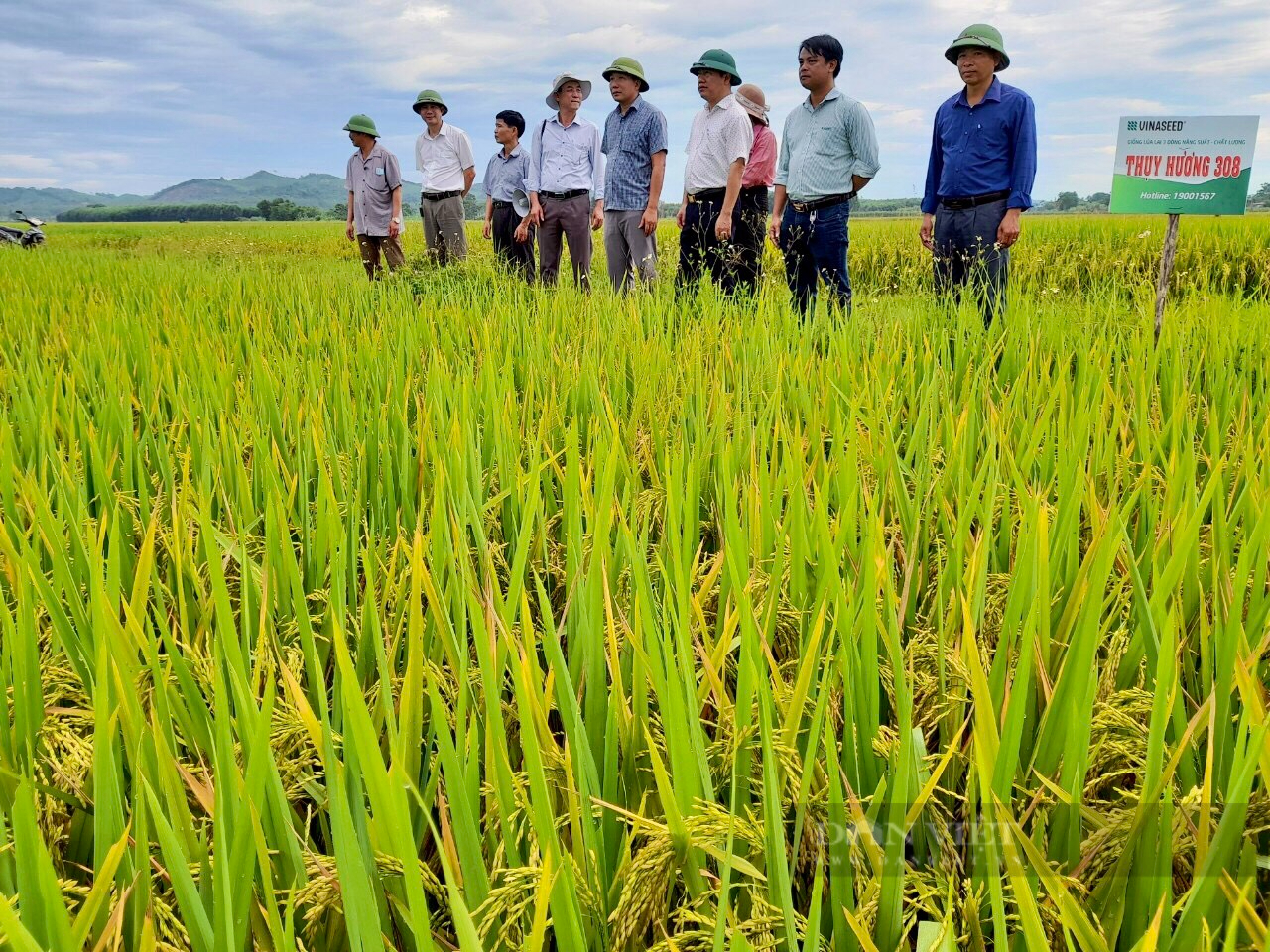 Mô hình &quot;giống lúa mới ứng dụng kỹ thuật canh tác mới (SRI)&quot; mang năng suất vượt trội tại xứ Nghệ - Ảnh 2.