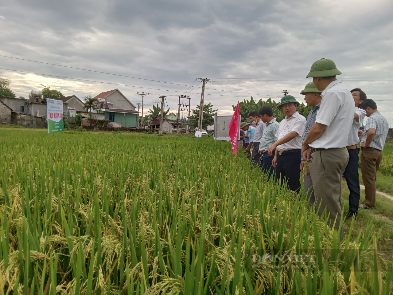 Mô hình &quot;giống lúa mới ứng dụng kỹ thuật canh tác mới (SRI)&quot; mang năng suất vượt trội tại xứ Nghệ - Ảnh 3.