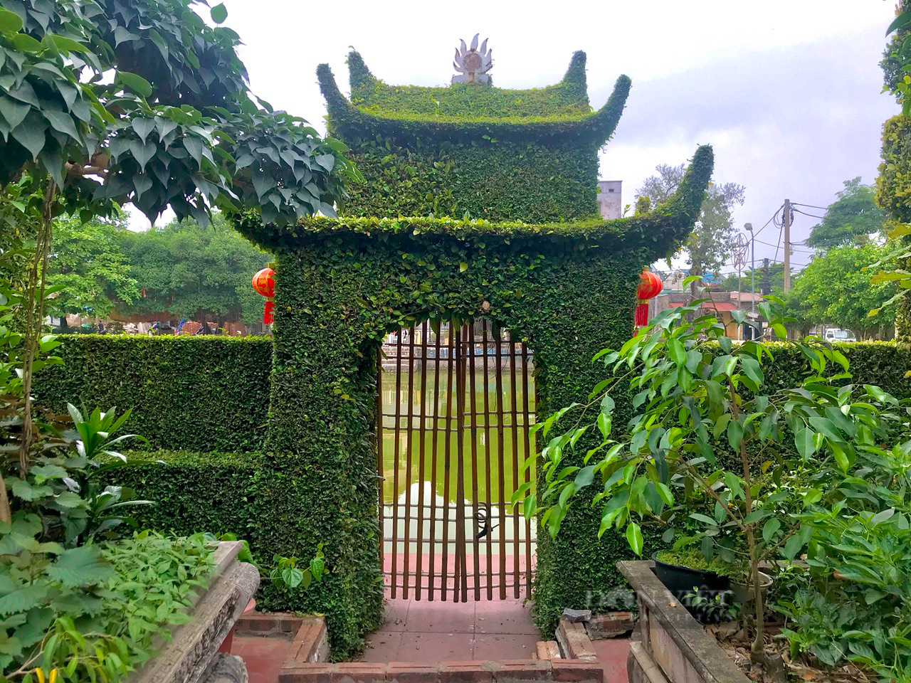 Trầm trồ trước căn nhà có hàng rào, cổng chùa làm bằng cây ô rô &quot;cực chất&quot; ở Hà Nội - Ảnh 5.