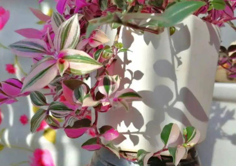 Fascinated with romantic pink bonsai, more beautiful than flowers - Photo 4.