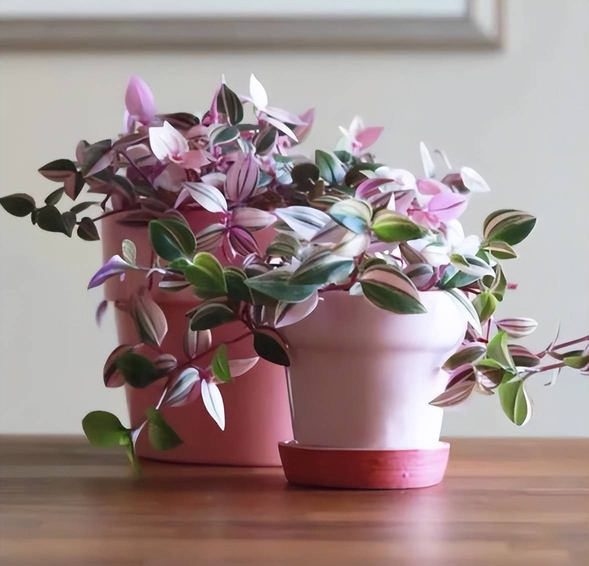 Fascinated with romantic pink bonsai, more beautiful than flowers - Photo 5.