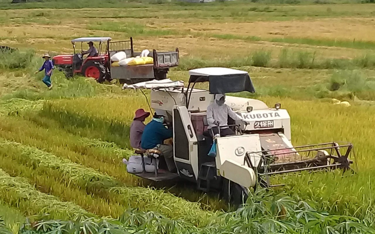 TT-Huế: Thu hoạch vụ đông xuân trước đợt không khí lạnh, xin hỗ trợ 1.500 tấn giống vụ hè thu 