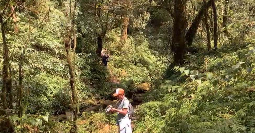 Marvel at the beautiful primeval forest like in a fairy tale in Lai Chau