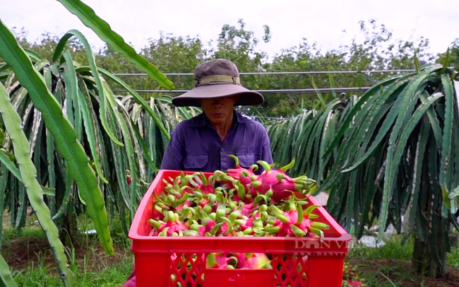 Trung Quốc ngày càng trồng nhiều thanh long, Bộ Công Thương xúc tiến xuất khẩu sang Úc, Newzealand - Ảnh 1.