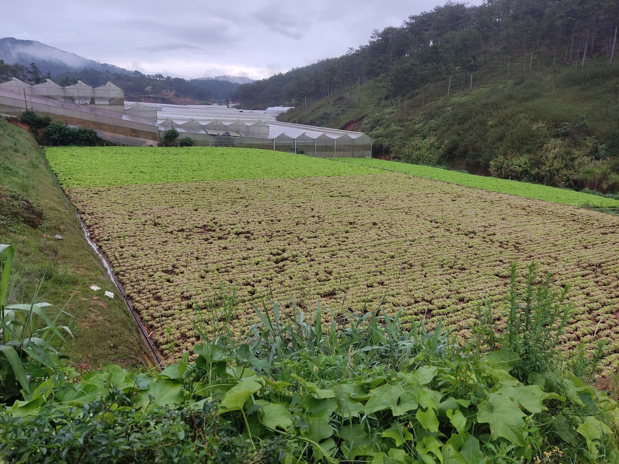 Lâm Đồng: Chủ vườn xót xa khi hơn 130.000 cây rau xà lách cô rôn bị &quot;đầu độc&quot; bằng thuốc cỏ - Ảnh 1.