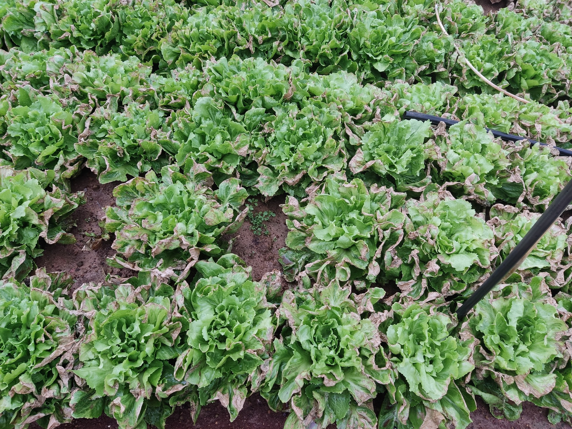 Lâm Đồng: Chủ vườn xót xa khi hơn 130.000 cây rau xà lách cô rôn bị &quot;đầu độc&quot; bằng thuốc cỏ - Ảnh 2.