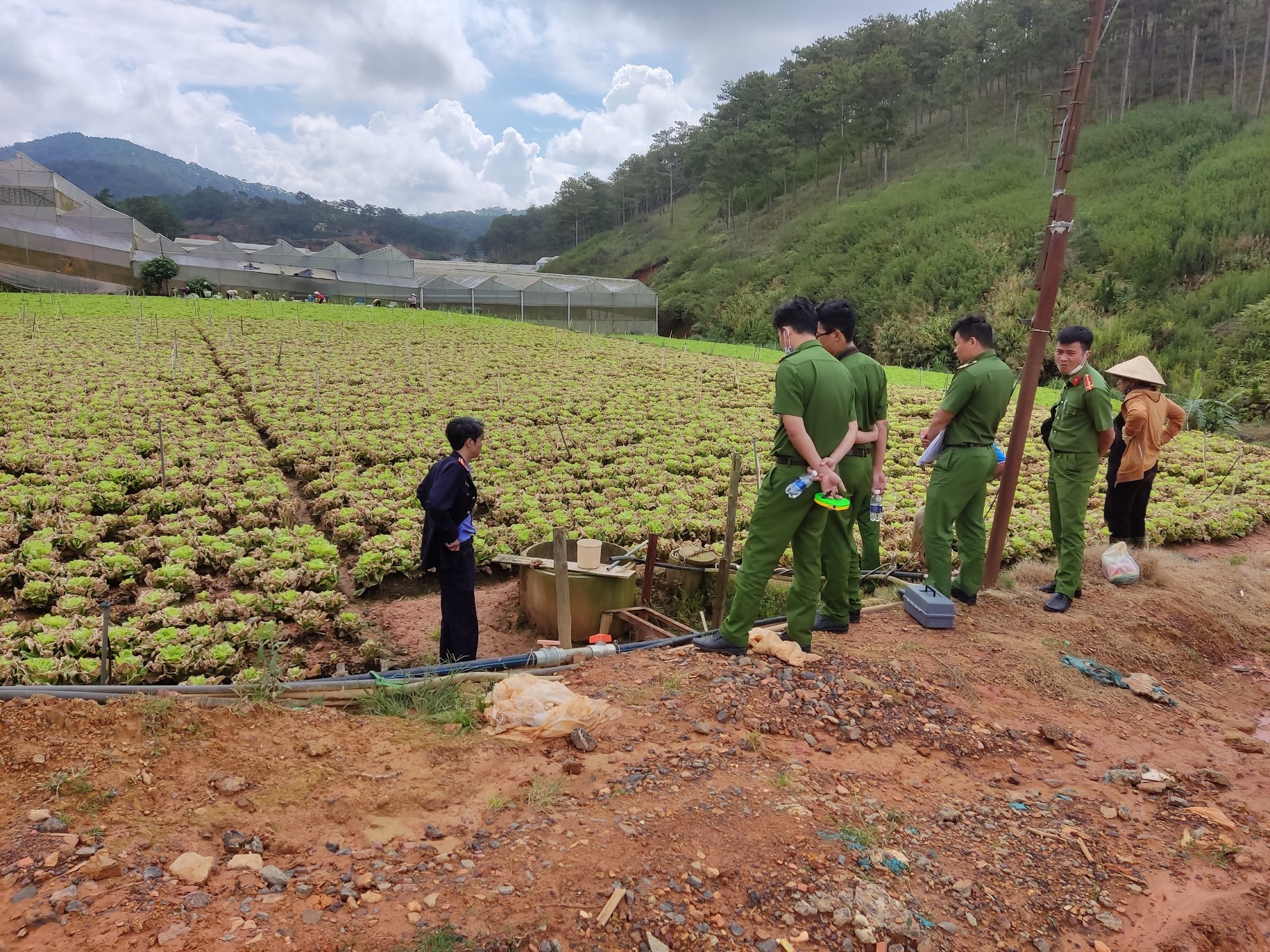 Lâm Đồng: Chủ vườn xót xa khi hơn 130.000 cây rau xà lách cô rôn bị &quot;đầu độc&quot; bằng thuốc cỏ - Ảnh 4.