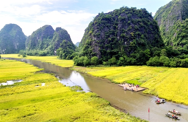 Surprised with the yellow color of Tam Coc - Trang An - Photo 1.