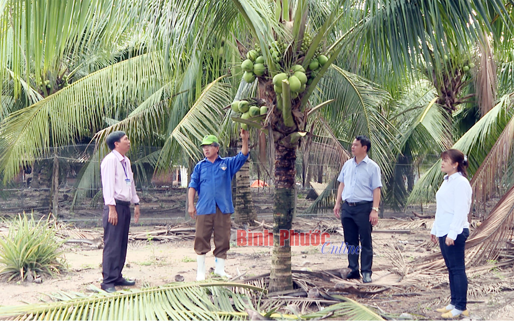 Đưa thứ cây ở miền Tây lên trồng ở Bình Phước, mỗi năm bỏ một viên long não vào bẹ, trái ra không kịp cản