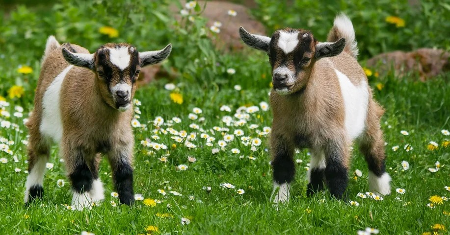 The Goat born in this lunar month is reliable, rich in money, abundant in love