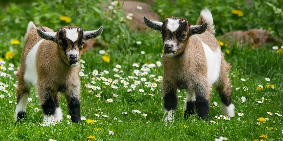 The year of the Goat born in this lunar month is reliable, rich in money, full of love - Photo 3.