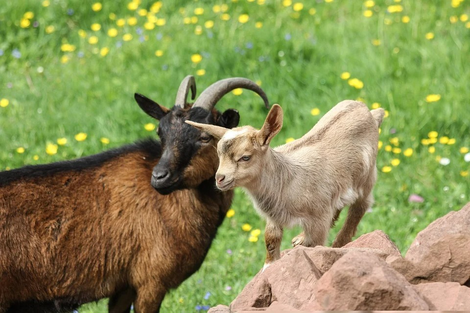 The year of the Goat born in this lunar month is reliable, rich in money, full of love - Photo 2.
