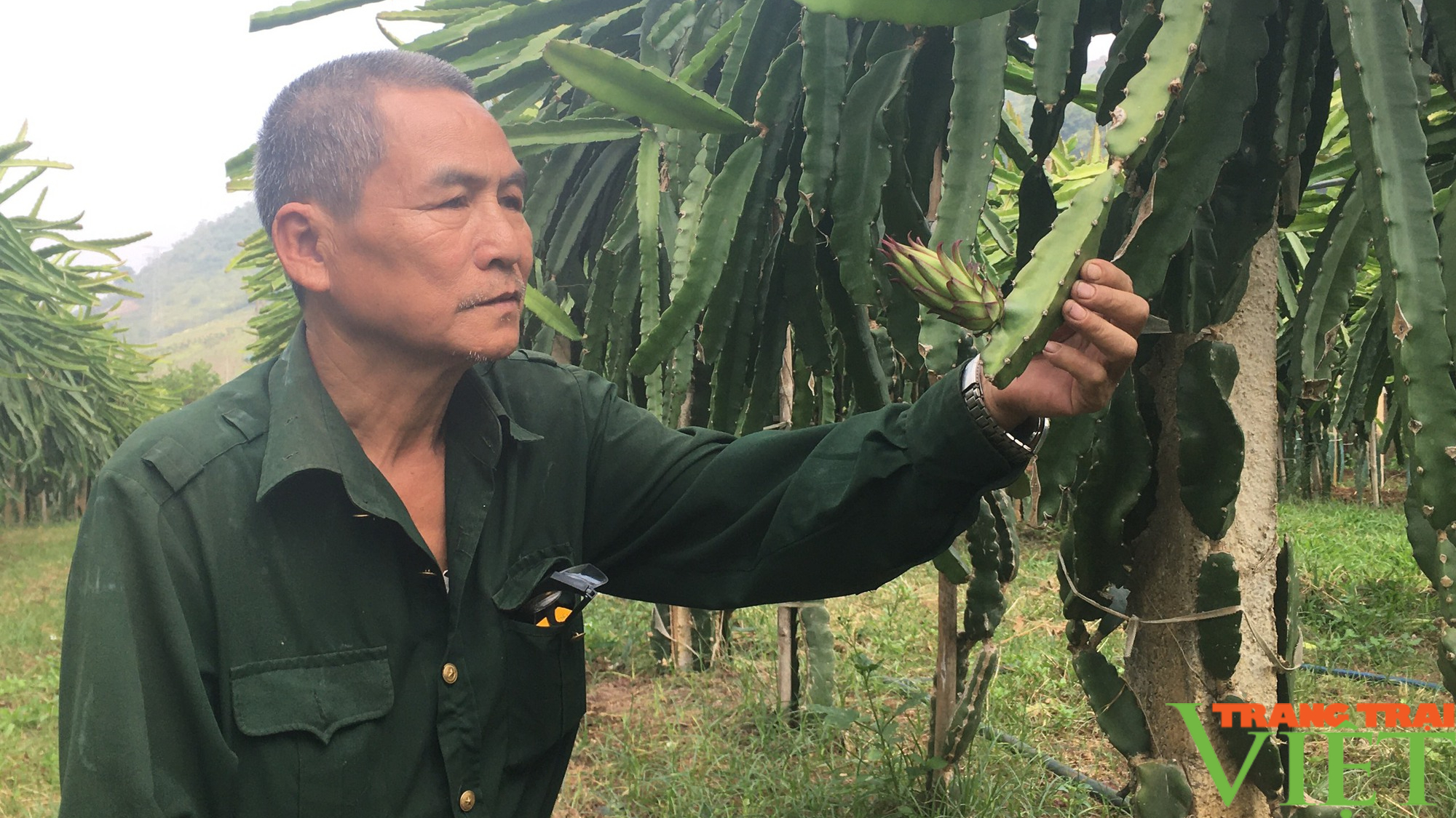 Nông thôn Tây Bắc: Trồng thanh long ruột đỏ trên đất đồi, lãi trăm triệu mỗi năm - Ảnh 4.