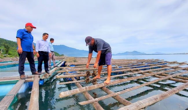 Chủ tịch Hội Nông dân tỉnh Thừa Thiên Huế thăm mô hình nuôi cá thu lãi tiền tỷ mỗi năm  - Ảnh 1.