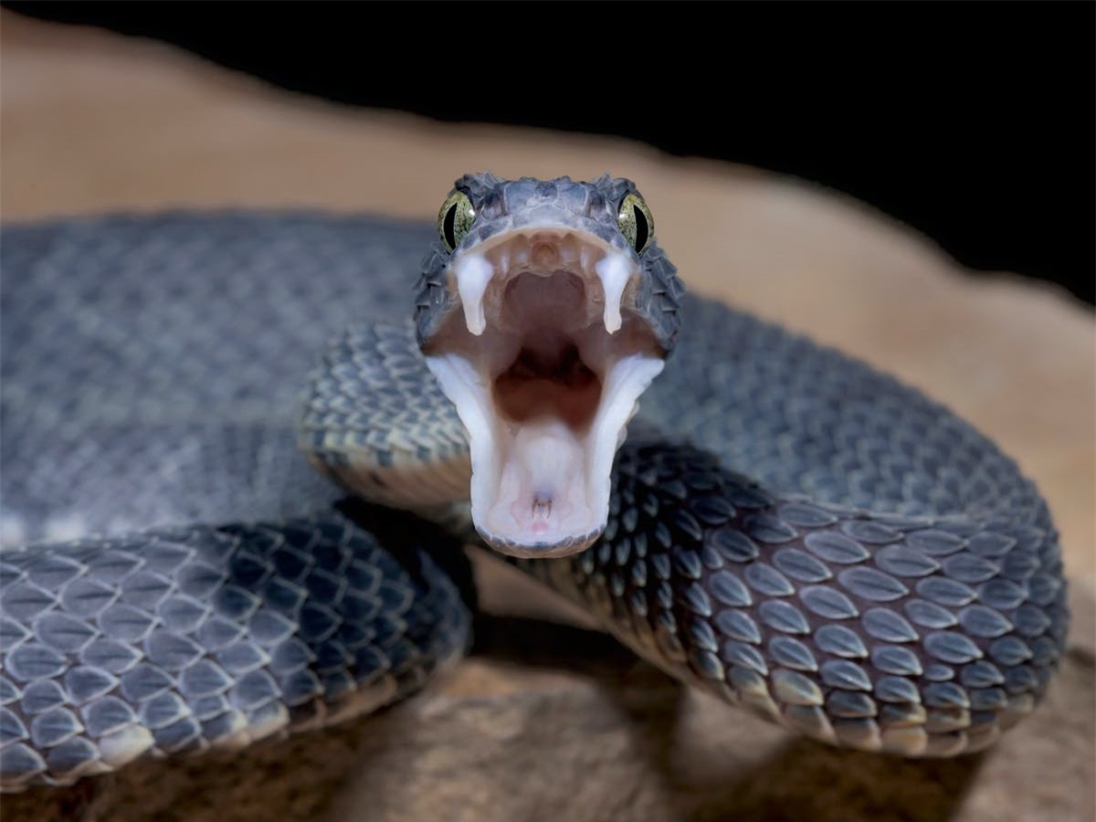 Tại sao con người không tiến hóa để có thể sở hữu nọc độc như loài rắn? - Ảnh 2.