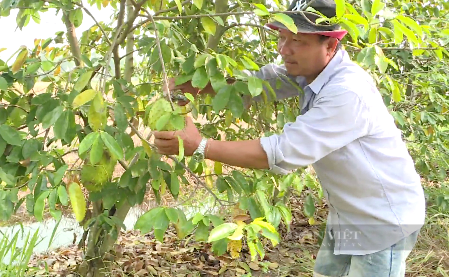 Ông thương lái ở đất phèn trồng loại cây “nồi đồng, cối đá” thu tiền triệu mỗi ngày - Ảnh 1.