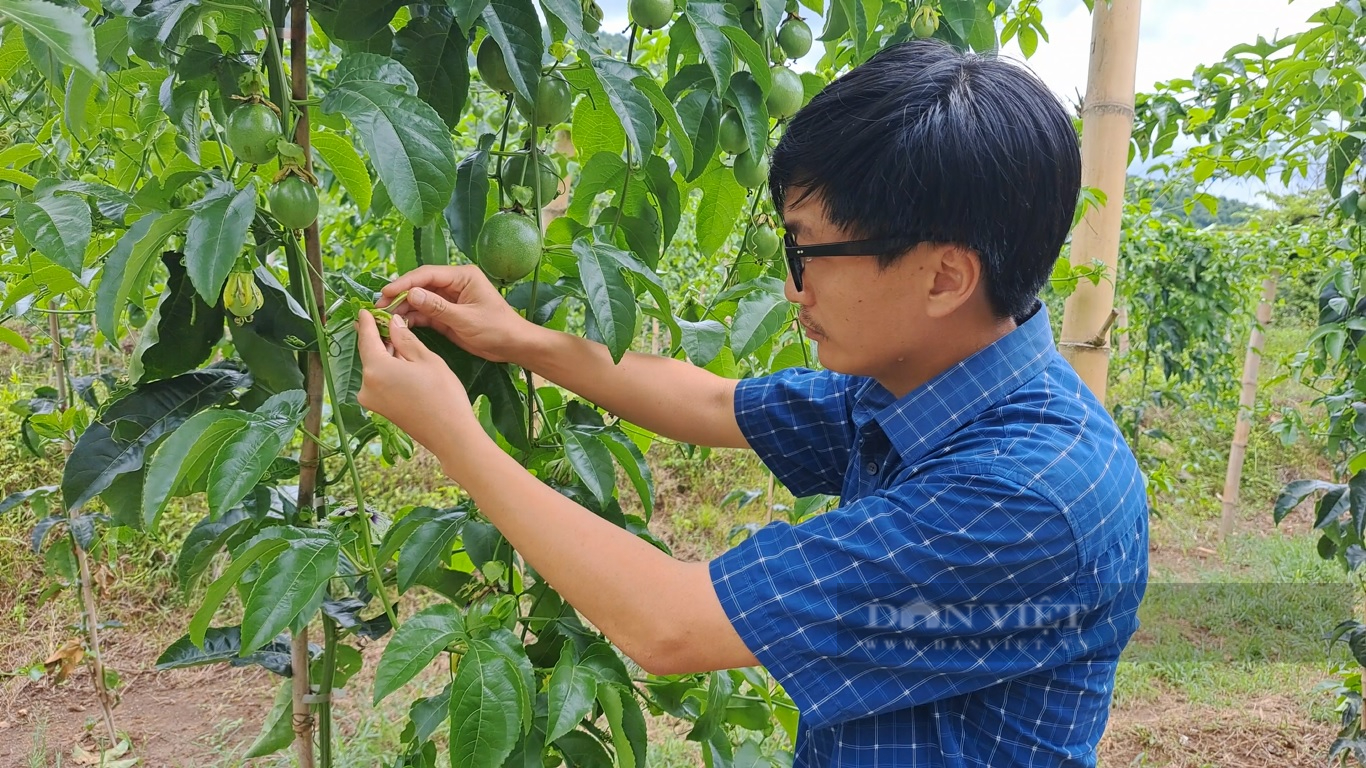 Lai Châu: Làm giàn cao thoáng trồng chanh leo, quả sai trĩu trịt - Ảnh 4.