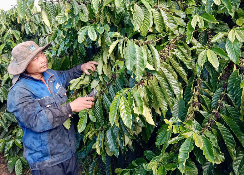 Trồng cà phê ghép, năng suất tăng cao bất ngờ, hái chỉ có mỏi tay, nông dân Lâm Đồng lãi đậm hơn - Ảnh 1.