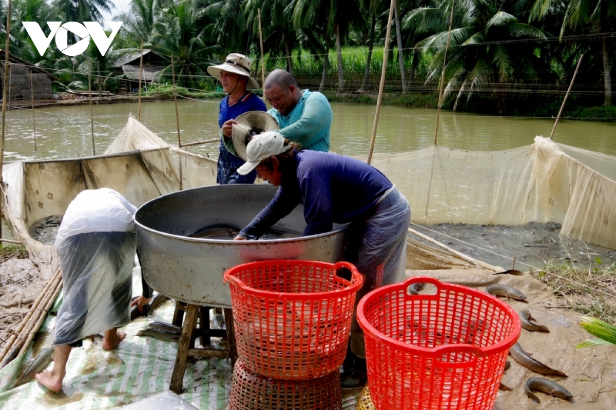 Sản lượng cá lóc toàn tỉnh Trà Vinh ước đạt 25.000 tấn, giảm nhiều so với năm 2021, nông dân vẫn lỗ, vì sao vậy? - Ảnh 1.